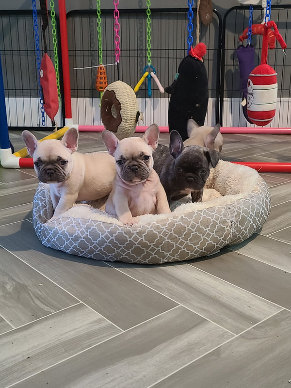 ESI & ENS Training and Puppy Socialization - COLORS COUTURE FRENCHIES